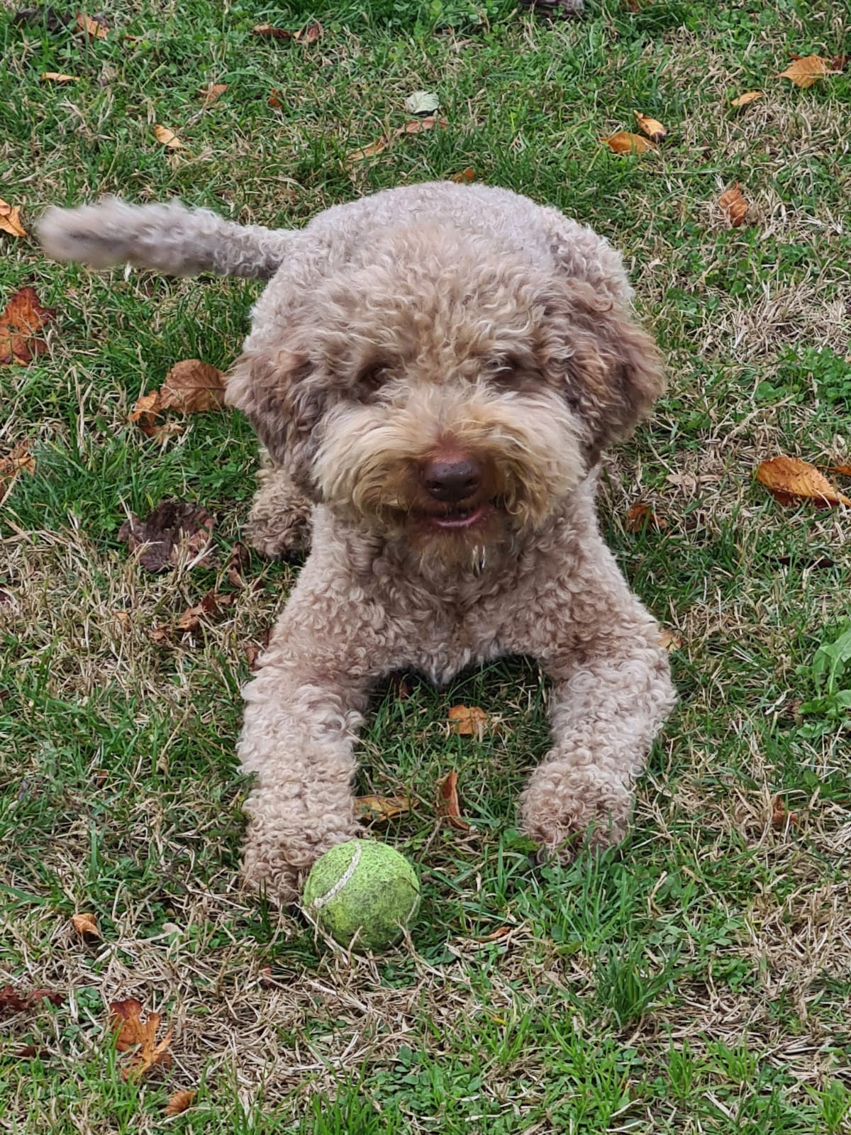 Piper lagotto romagnolo