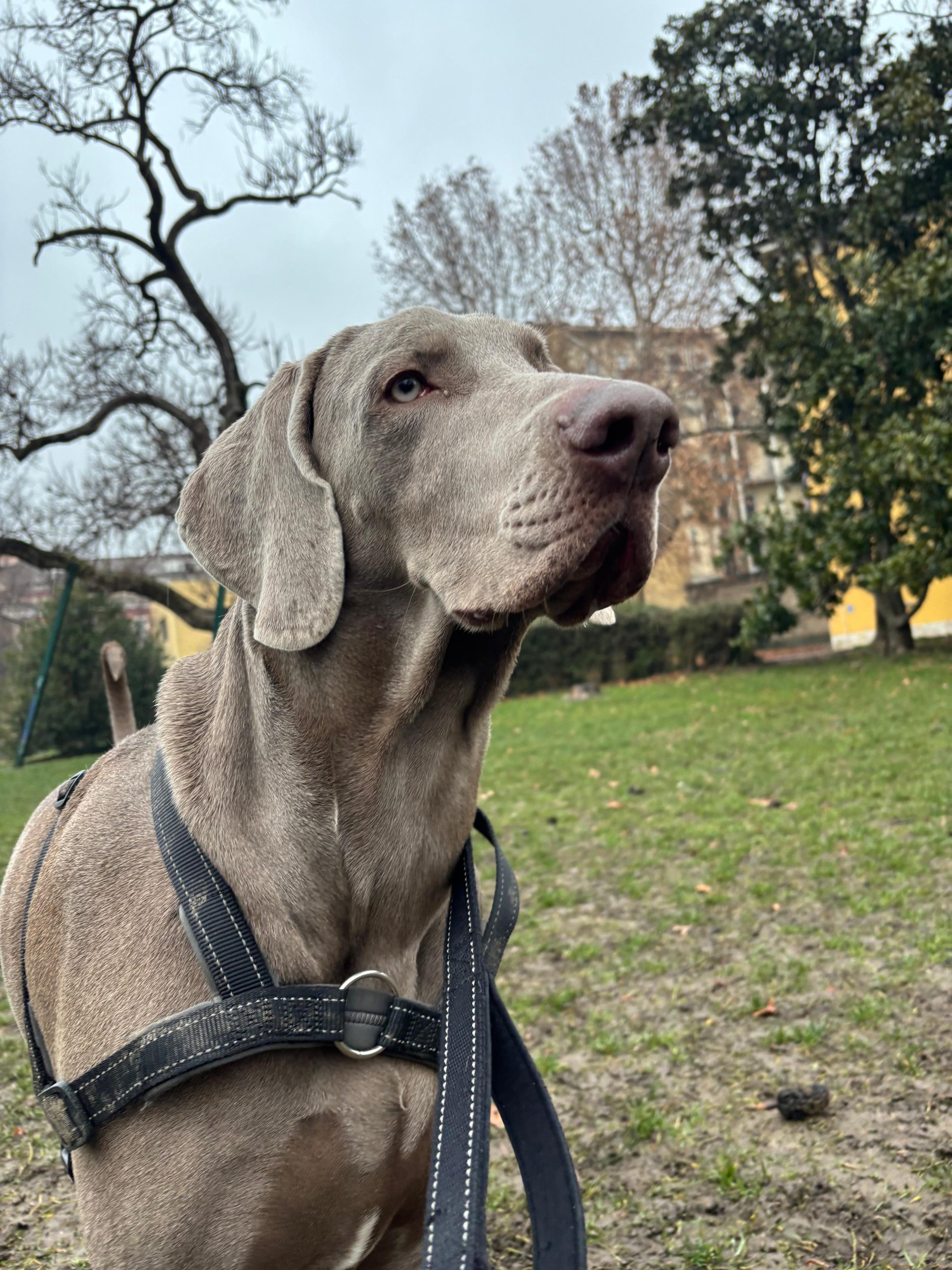 Argo il weimaraner