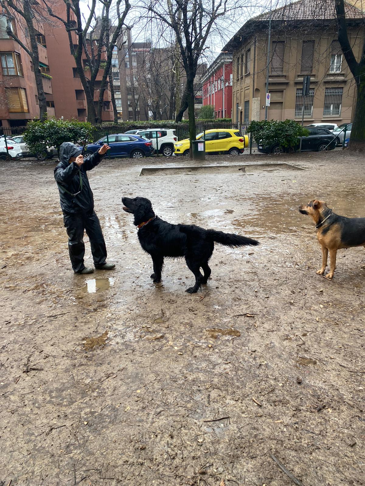 Momenti di vita quotidiana in Pets Urban