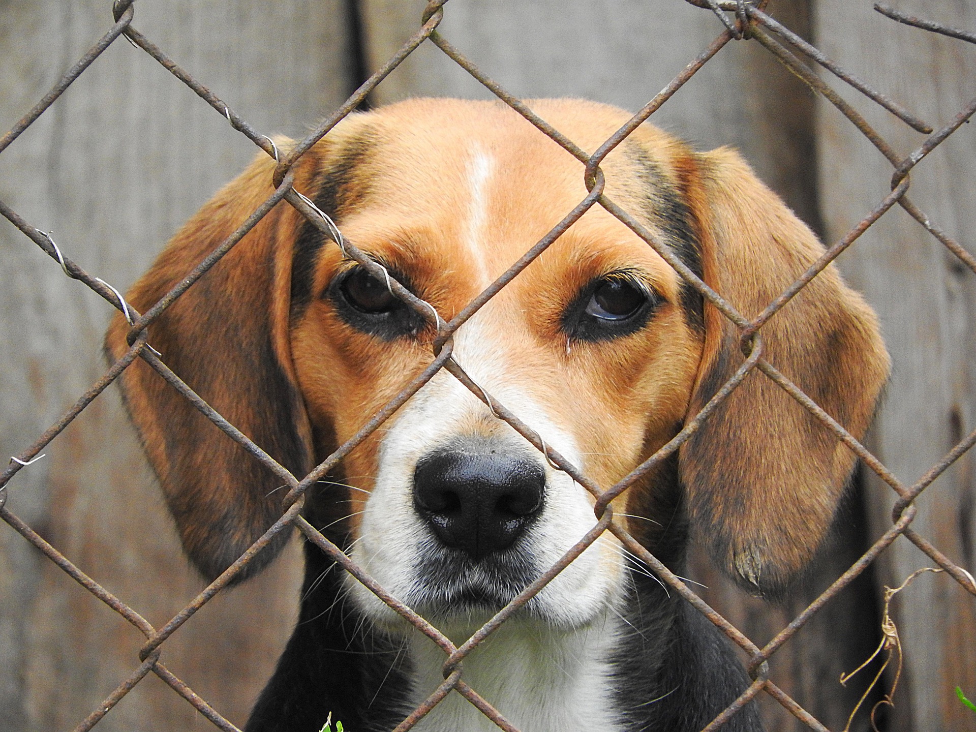 Adottare un cane al canile sesta parte