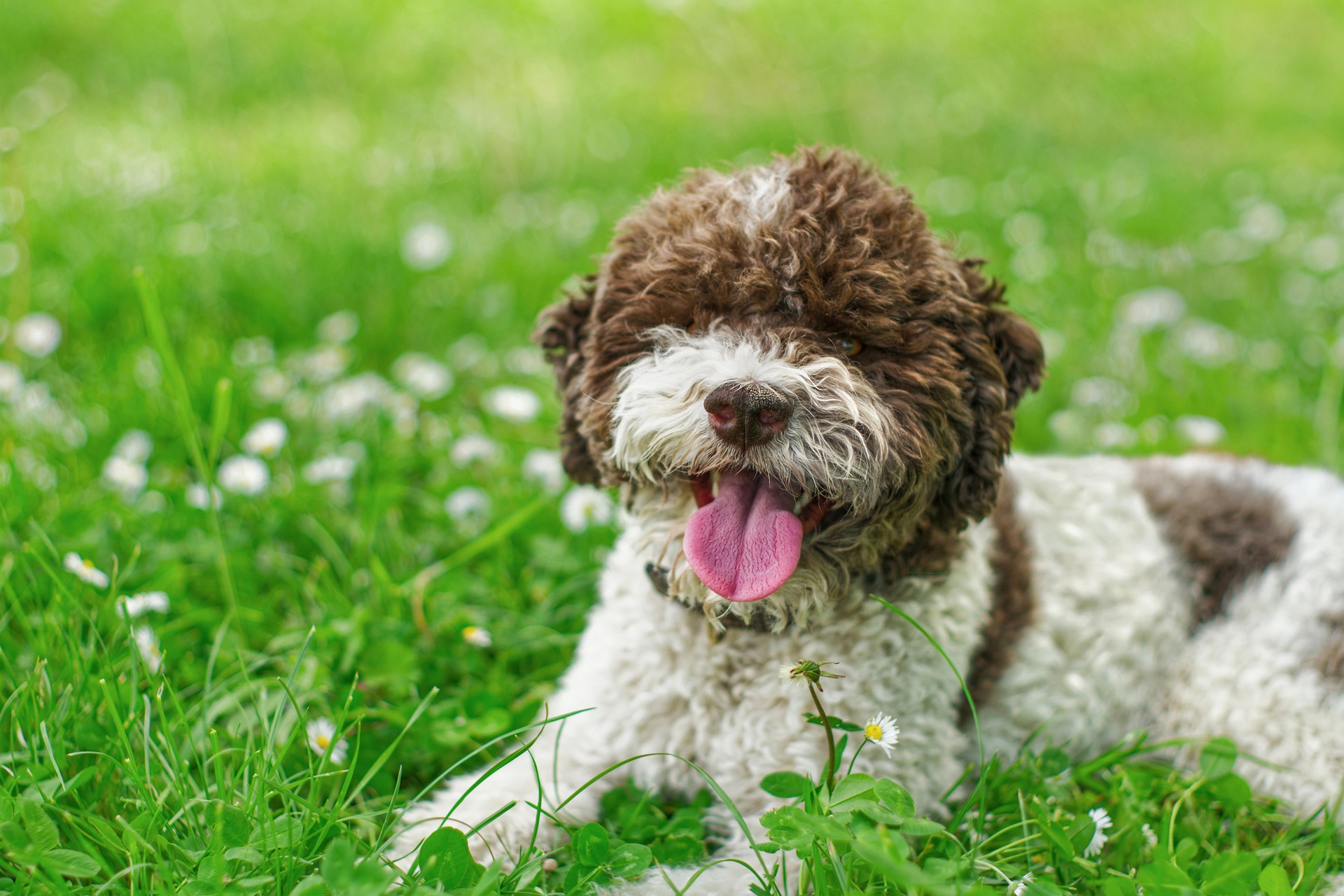 Le razze: il Lagotto Romagnolo
