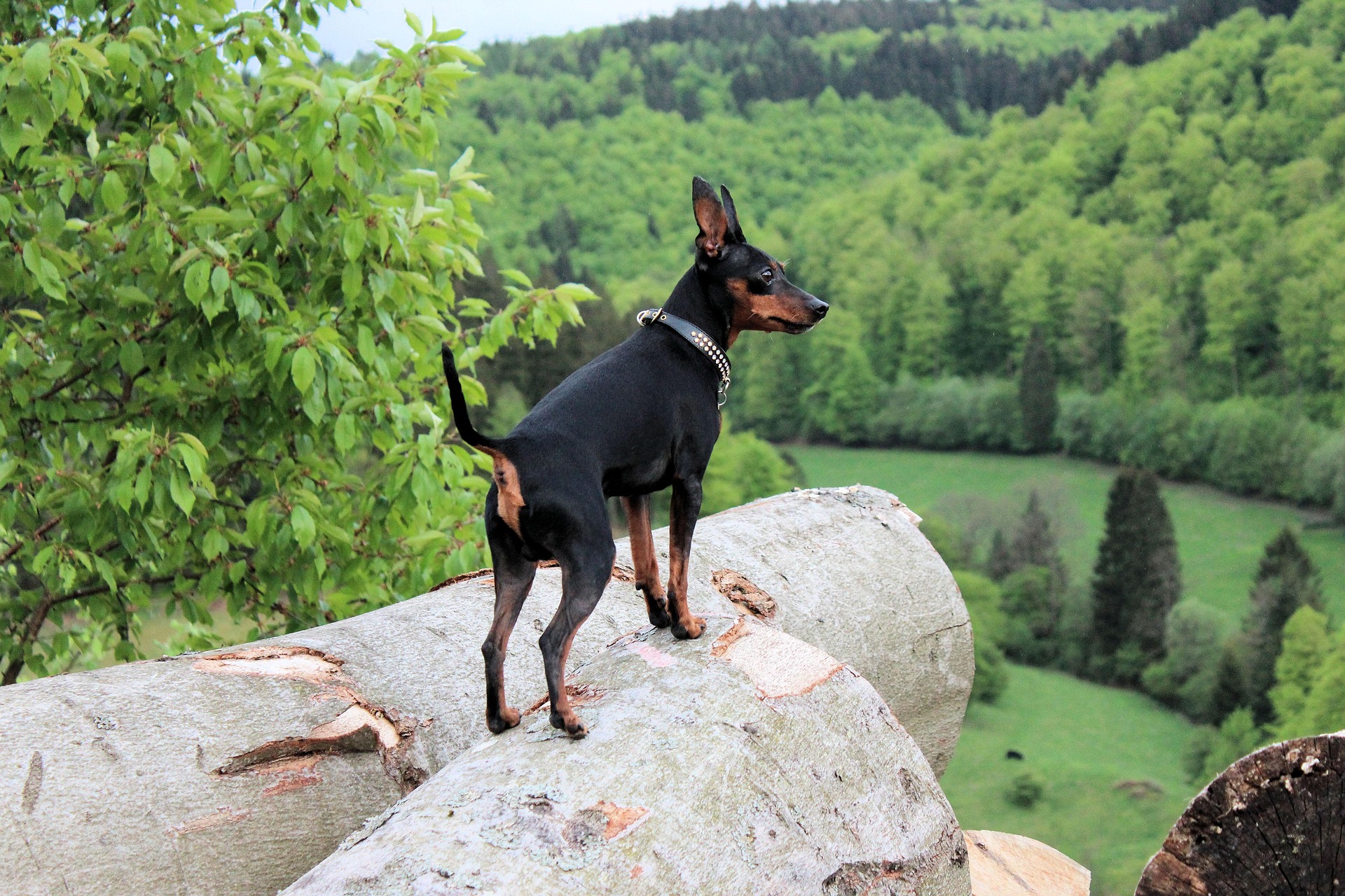 Escursioni in montagna con il cane:cosa sapere davvero.