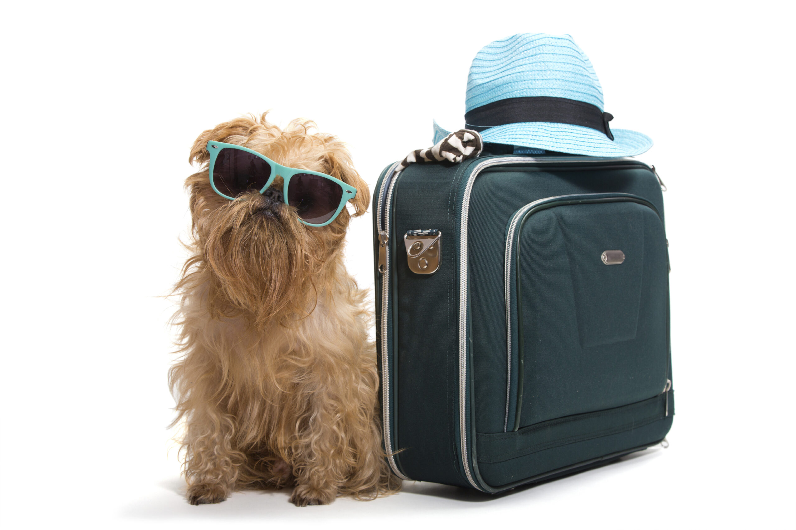 Il mio cane è adatto a questo viaggio?