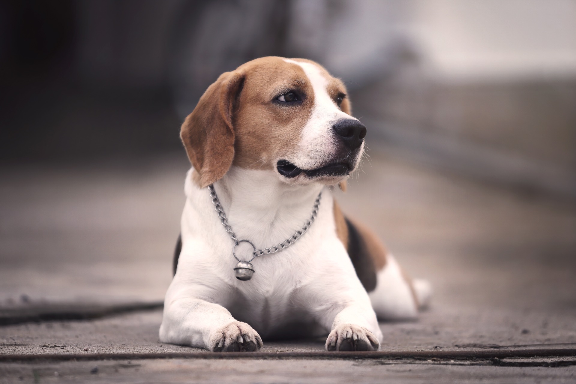 Le razze:Beagle