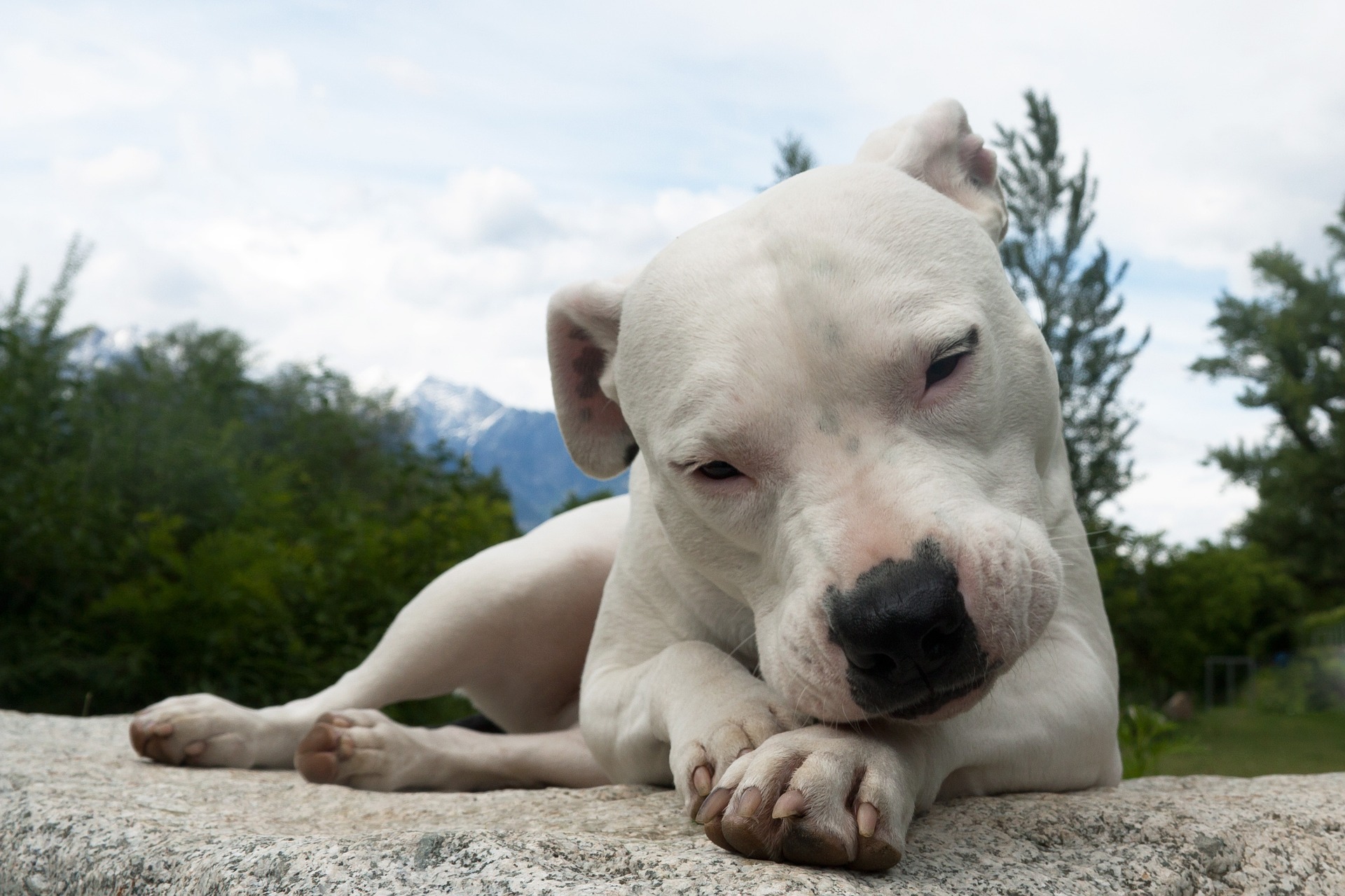 Le razze: Dogo Argentino